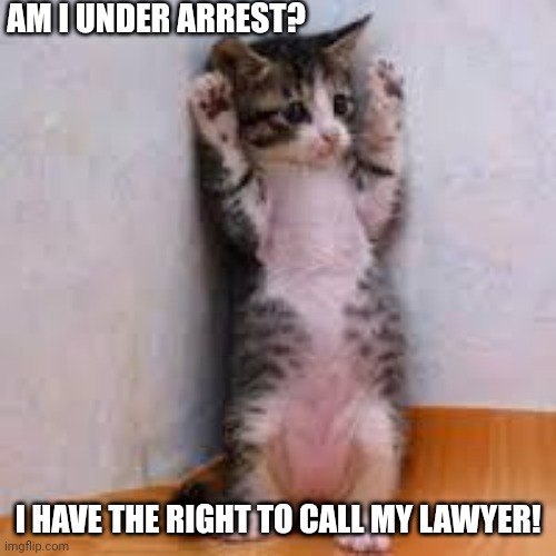 Cats  | AM I UNDER ARREST? I HAVE THE RIGHT TO CALL MY LAWYER! | image tagged in cats | made w/ Imgflip meme maker
