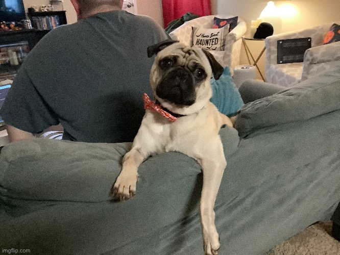 Could somebody make my dog a Pokémon? | made w/ Imgflip meme maker