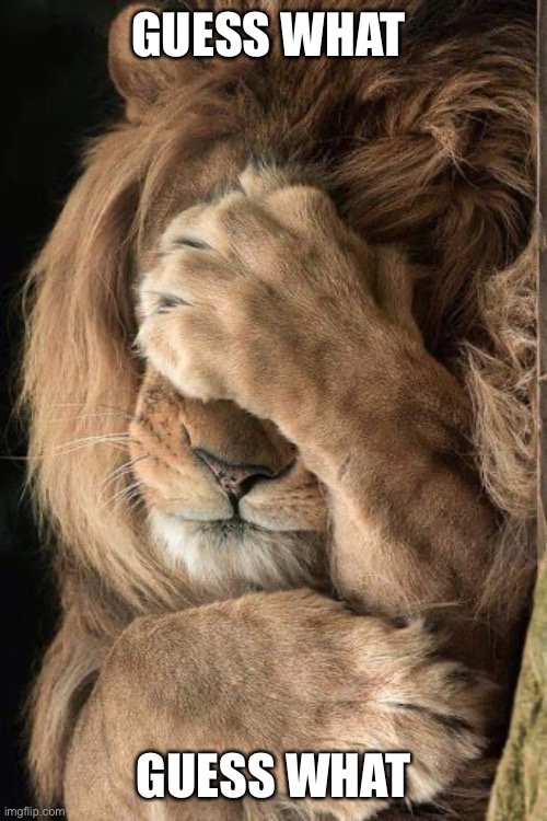 Lion facepalm | GUESS WHAT GUESS WHAT | image tagged in lion facepalm | made w/ Imgflip meme maker