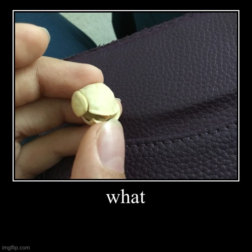 Cursed Pistachio that i found | image tagged in funny,demotivationals | made w/ Imgflip demotivational maker