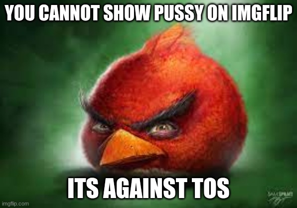 Realistic Red Angry Birds | YOU CANNOT SHOW PUSSY ON IMGFLIP ITS AGAINST TOS | image tagged in realistic red angry birds | made w/ Imgflip meme maker