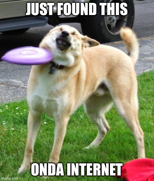 Fail | JUST FOUND THIS; ONDA INTERNET | image tagged in dog fail,oof,sad,poor doggo | made w/ Imgflip meme maker