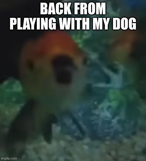 fishler | BACK FROM PLAYING WITH MY DOG | image tagged in fishler | made w/ Imgflip meme maker