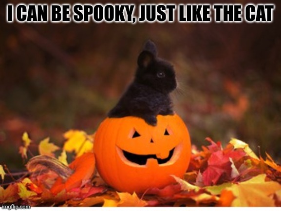 LITTLE BUNNY WANTS TO BE SPOOKY | I CAN BE SPOOKY, JUST LIKE THE CAT | image tagged in bunny,rabbit,bunnies,pumpkin,spooktober | made w/ Imgflip meme maker
