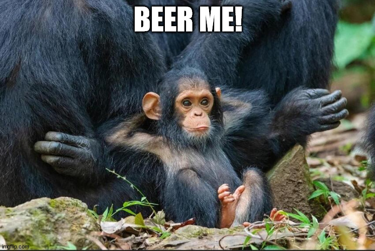 Beer Me! | BEER ME! | image tagged in monkey,drunken ass monkey,monkey ooh | made w/ Imgflip meme maker