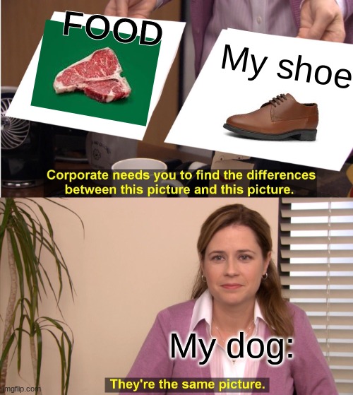 They're The Same Picture Meme | FOOD; My shoe; My dog: | image tagged in memes,they're the same picture,dog | made w/ Imgflip meme maker