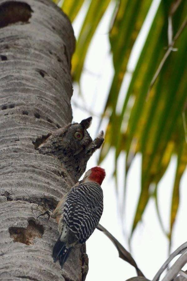 OWL IN TREE GLARES AT WOODPECKER Blank Meme Template