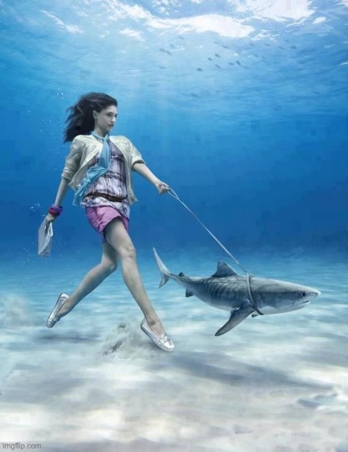 Walking your pet shark | made w/ Imgflip meme maker