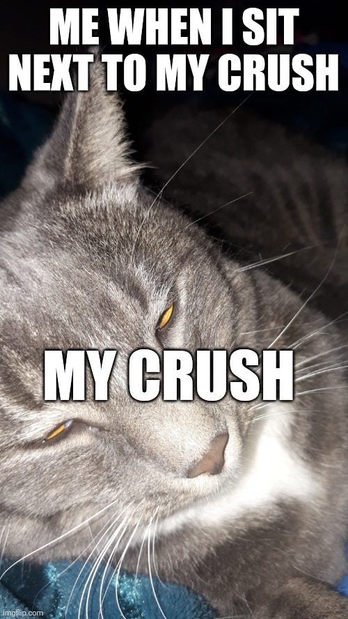 Cat rolling eyes | ME WHEN I SIT NEXT TO MY CRUSH; MY CRUSH | image tagged in cat rolling eyes | made w/ Imgflip meme maker