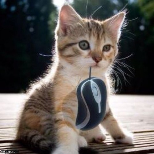 Cat with computer mouse | image tagged in cat with computer mouse | made w/ Imgflip meme maker