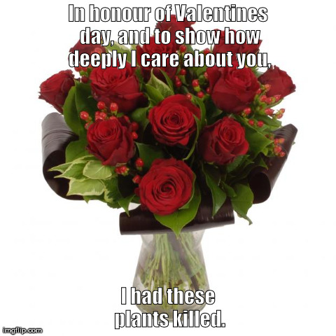 In honour of Valentines day, and to show how deeply I care about you, I had these plants killed. | image tagged in roses | made w/ Imgflip meme maker