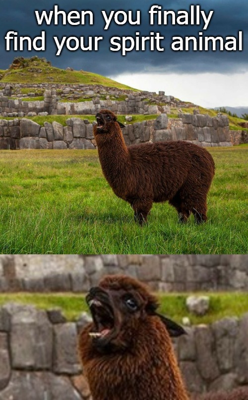 Live llama and prosper | when you finally find your spirit animal | image tagged in shout | made w/ Imgflip meme maker