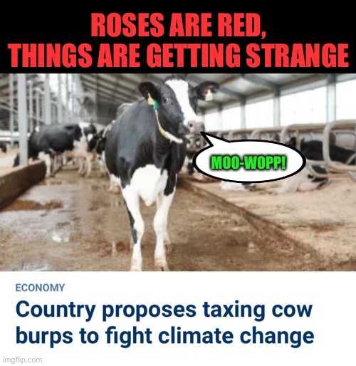 New Zealand farmers may be feeling like doing some methane concealing | ROSES ARE RED,
THINGS ARE GETTING STRANGE; MOO-WOPP! | image tagged in memes,climate change,roses are red | made w/ Imgflip meme maker