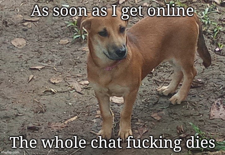 jéan | As soon as I get online; The whole chat fuсking dies | image tagged in j an | made w/ Imgflip meme maker