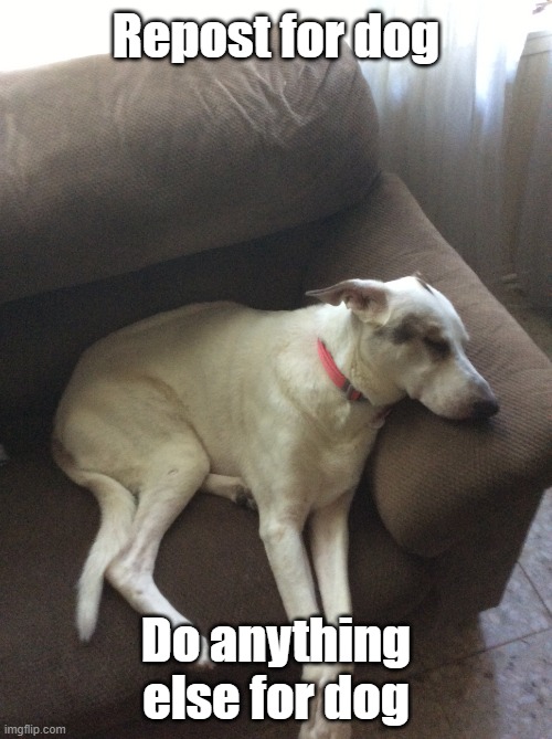 Navi | Repost for dog; Do anything else for dog | image tagged in navi | made w/ Imgflip meme maker
