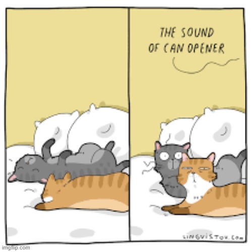 A Cat's Way Of Thinking | image tagged in memes,comics,cats,sleeping,cat food,wake up | made w/ Imgflip meme maker