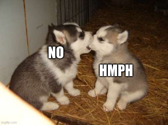 why? | NO; HMPH | image tagged in memes,cute puppies | made w/ Imgflip meme maker
