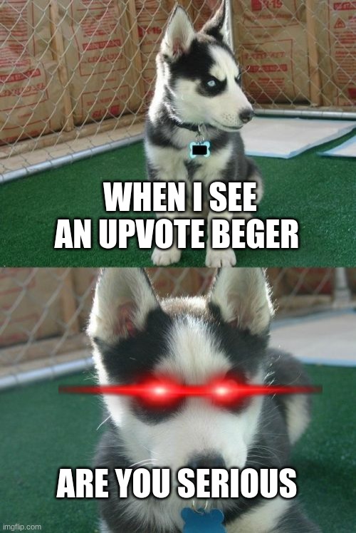 stop begging | WHEN I SEE AN UPVOTE BEGER; ARE YOU SERIOUS | image tagged in memes,insanity puppy | made w/ Imgflip meme maker