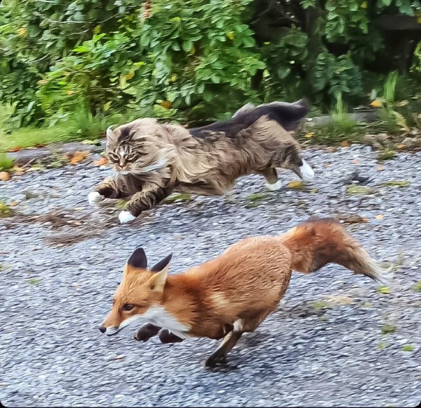 Cat and fox Blank Meme Template