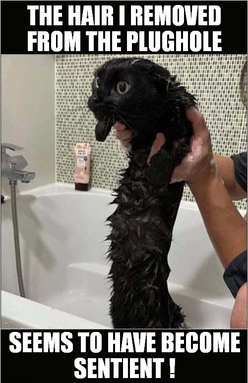 It's Alive ! | THE HAIR I REMOVED FROM THE PLUGHOLE; SEEMS TO HAVE BECOME
SENTIENT ! | image tagged in cats,bath time,hair,it's alive | made w/ Imgflip meme maker