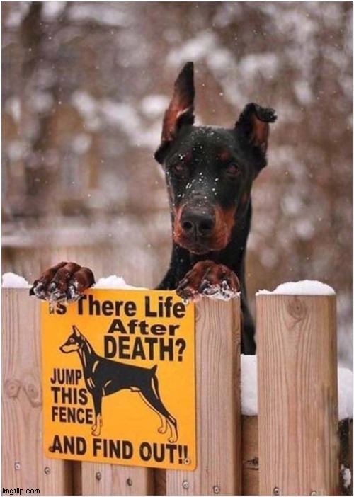 Wanna Play A Game ? | image tagged in dogs,dobermann,life after death,i want to play a game | made w/ Imgflip meme maker