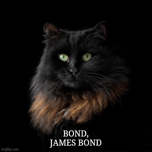 Bond, James Bond | BOND,
JAMES BOND | image tagged in james bond,the most interesting man in the world,sean connery | made w/ Imgflip meme maker