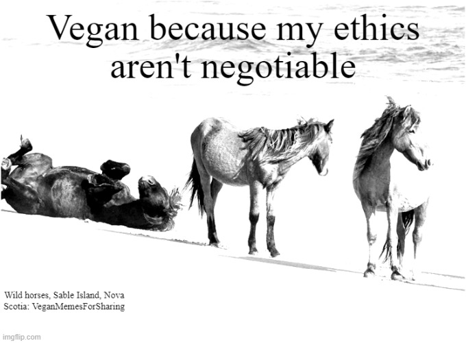 Against ALL Animal Exploitation | image tagged in vegan,vegetarian,horse racing,bacon,eggs,leather | made w/ Imgflip meme maker