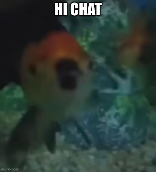 fishler | HI CHAT | image tagged in fishler | made w/ Imgflip meme maker