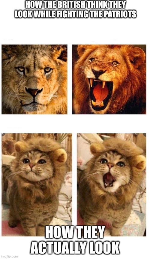 History assignment  :P | HOW THE BRITISH THINK THEY LOOK WHILE FIGHTING THE PATRIOTS; HOW THEY ACTUALLY LOOK | image tagged in lion roaring and cat meowing | made w/ Imgflip meme maker