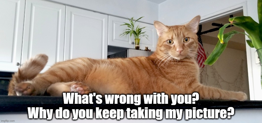 What's wrong with you?
Why do you keep taking my picture? | image tagged in cat memes,funny cat memes,cats,take my picture | made w/ Imgflip meme maker