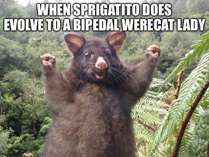 Woohoo | WHEN SPRIGATITO DOES EVOLVE TO A BIPEDAL WERECAT LADY | image tagged in woohoo | made w/ Imgflip meme maker
