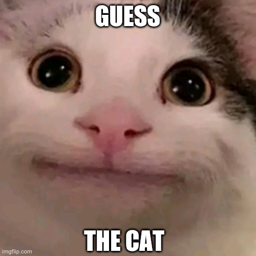 guess the cat |  GUESS; THE CAT | image tagged in cats,beluga | made w/ Imgflip meme maker