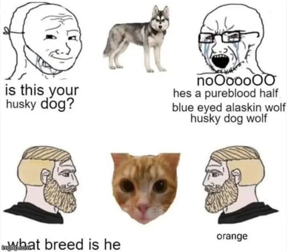 Orange. | image tagged in soyboy vs yes chad,memes,cats | made w/ Imgflip meme maker