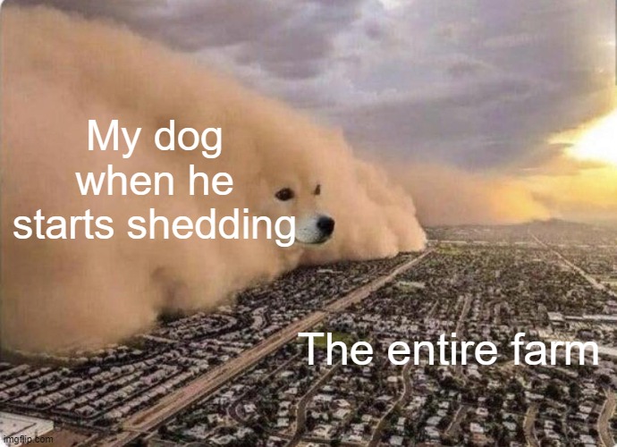 Tucker may be an outside boi, but when he starts shedding, it's a big, black and white blanket out there. |  My dog when he starts shedding; The entire farm | image tagged in doge cloud | made w/ Imgflip meme maker
