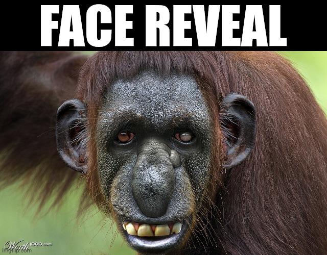 Best Monkey Memes!  Monkey memes, Feeling ugly, Memes