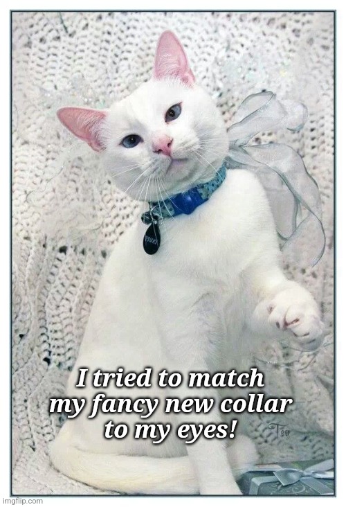 I tried to match
my fancy new collar
to my eyes! | image tagged in fancy pants,white cat | made w/ Imgflip meme maker