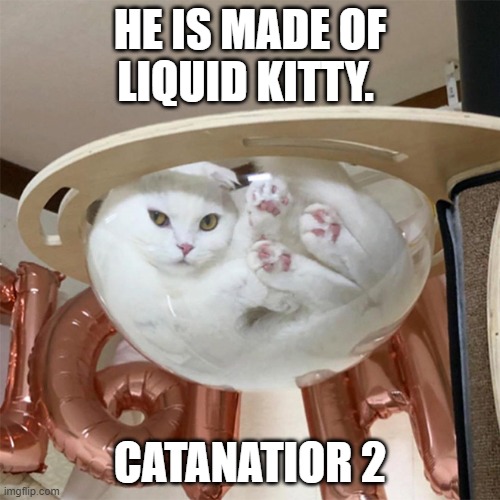 cat in bowl | HE IS MADE OF LIQUID KITTY. CATANATIOR 2 | image tagged in cat in bowl | made w/ Imgflip meme maker