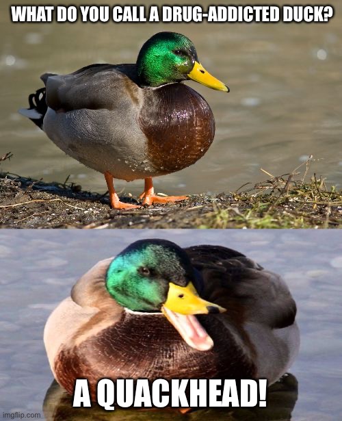 Bad Pun Duck | WHAT DO YOU CALL A DRUG-ADDICTED DUCK? A QUACKHEAD! | image tagged in bad pun duck | made w/ Imgflip meme maker