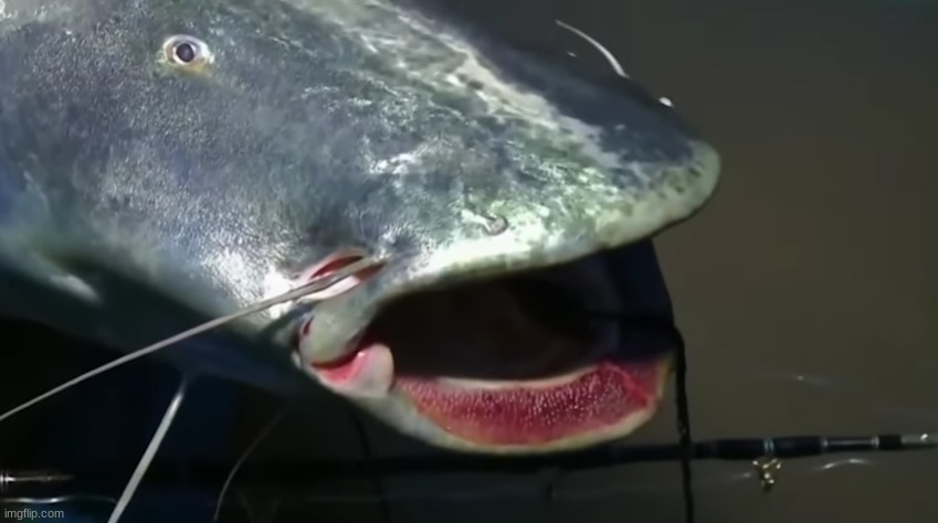 goofy ahh catfish | image tagged in goofy ahh catfish | made w/ Imgflip meme maker