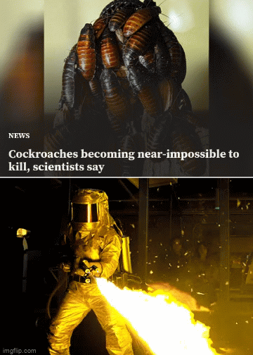 Cockroaches - Imgflip