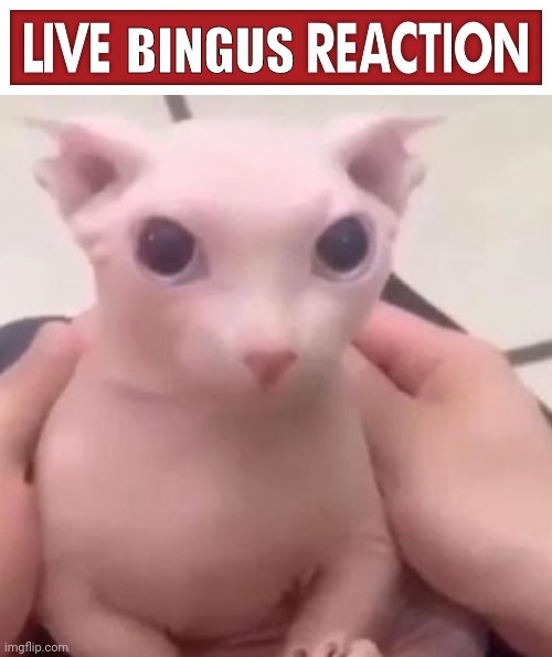 trend ig | BINGUS | made w/ Imgflip meme maker