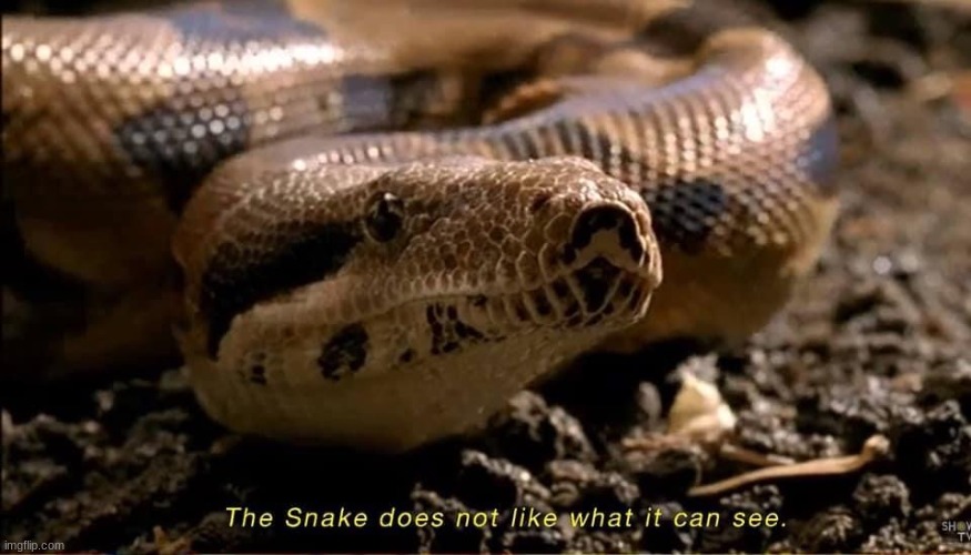 The Snake does not like what it can see | image tagged in the snake does not like what it can see | made w/ Imgflip meme maker