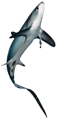 High Quality Thresher Shark Jumping Blank Meme Template