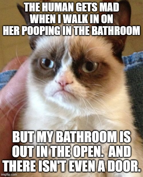 Who Needs Privacy | THE HUMAN GETS MAD WHEN I WALK IN ON HER POOPING IN THE BATHROOM; BUT MY BATHROOM IS OUT IN THE OPEN.  AND THERE ISN'T EVEN A DOOR. | image tagged in memes,grumpy cat,humor,cat,funny,funny memes | made w/ Imgflip meme maker