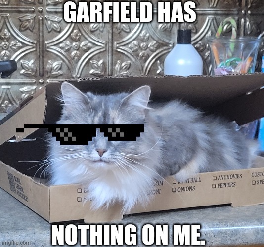 Meow Bitch | GARFIELD HAS; NOTHING ON ME. | image tagged in cats | made w/ Imgflip meme maker