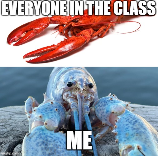 my class madness | EVERYONE IN THE CLASS; ME | image tagged in class,blue lobster | made w/ Imgflip meme maker