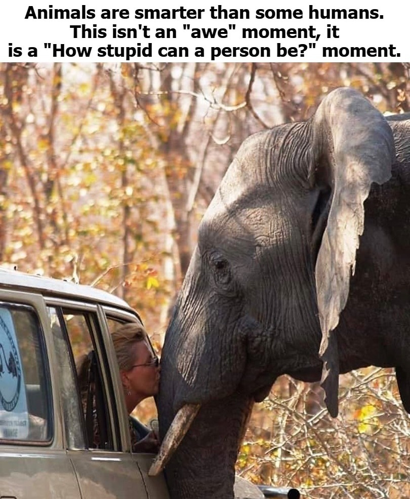 This woman would last about 10 minutes in Yellowstone or Custer State Park with a bison. | image tagged in stupid people be like,death wish,tree hugger,wild animals,never go full retard,full retard | made w/ Imgflip meme maker