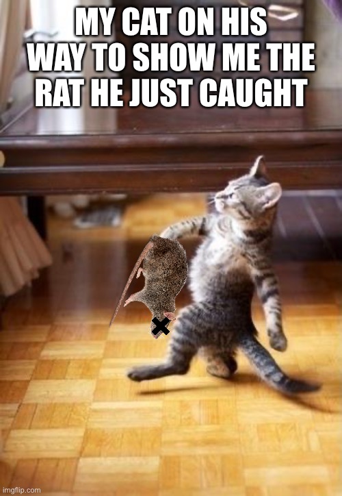 Cats are cool | MY CAT ON HIS WAY TO SHOW ME THE RAT HE JUST CAUGHT | image tagged in memes,cool cat stroll | made w/ Imgflip meme maker