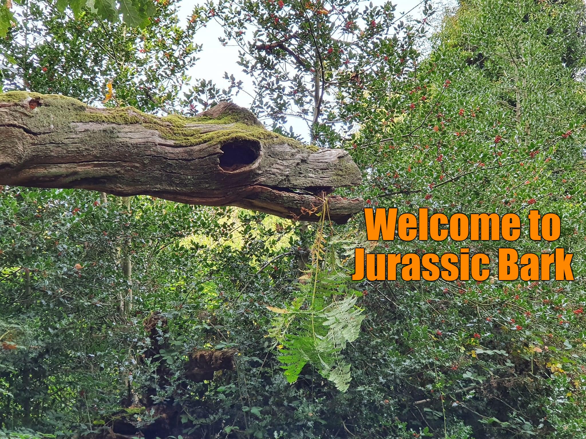 Welcome to Jurassic Bark | image tagged in meme,memes,humor,funny | made w/ Imgflip meme maker