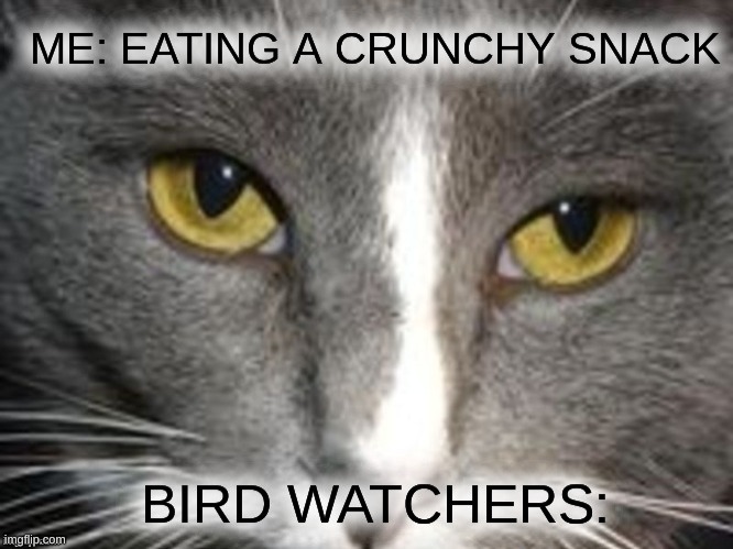 image tagged in unsettled tom,snacks,birds,angry birds,reposting my own,cinnamon toast crunch | made w/ Imgflip meme maker